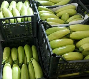 zucchini north macedonia